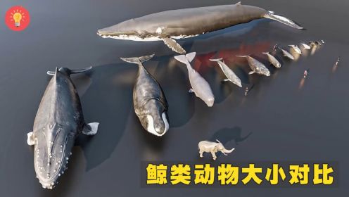  鲸类动物大小对比，差异有多大？.