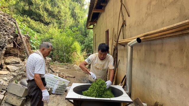 张家界的莓茶喝过没?农村人采摘莓茶,用传统方法炒茶