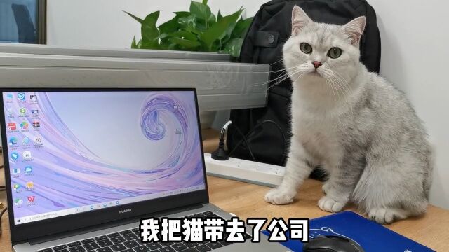 我只不过把猫留在公司一晚,竟然ⷂ𗂷ⷂ𗂷