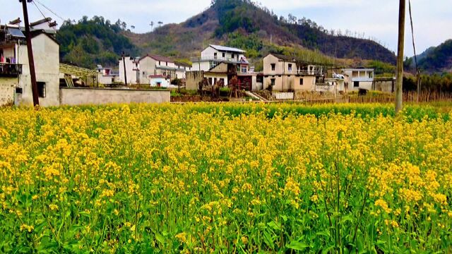 油菜花开满地金 鹁鸠声里又春深