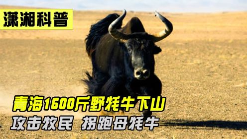 青海男子被1600斤野牦牛袭击，藏在牛粪堆躲避攻击