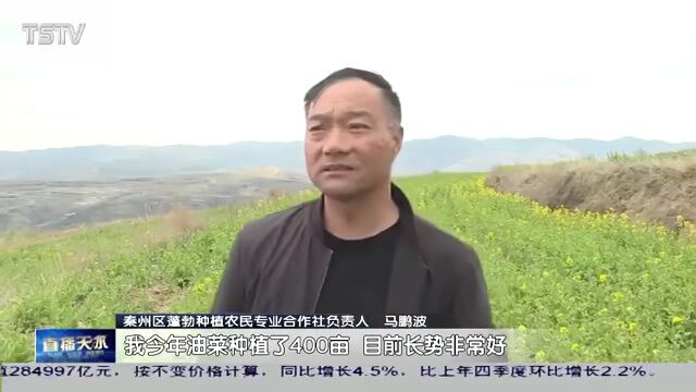 秦州区50.7万亩冬小麦 油菜长势良好