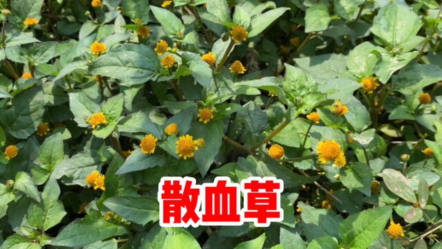 农村植物金纽扣也叫“天文草”,看看你认识吗?