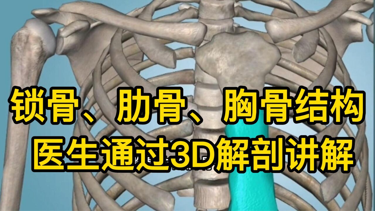 肋骨、锁骨与胸骨,医生通过3D解剖讲解,复杂问题简单化_高清1080P在线观看平台_腾讯视频