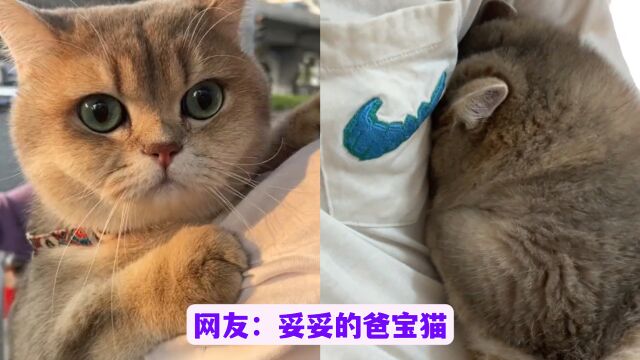 全网最粘人的爸宝猫,撒娇怪,网友:它可是公猫!