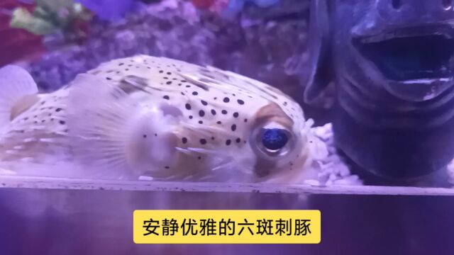 安静优雅的六斑刺豚