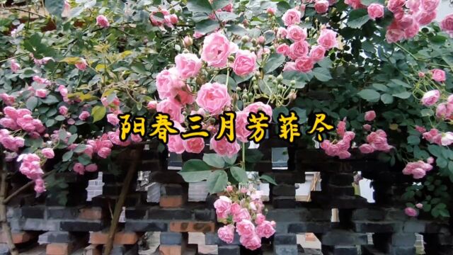 阳春三月芳菲尽