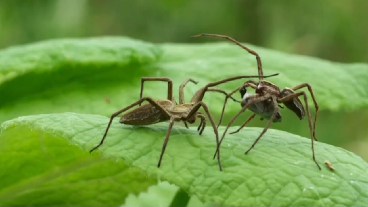 雄蜘蛛捕捉猎物给雌性,趁雌性进食时完成交配