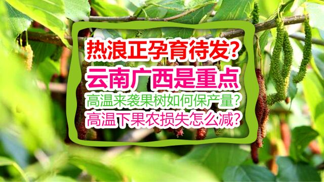 一场热浪正孕育待发?云南广西是重点,高温来袭果树如何保产量?