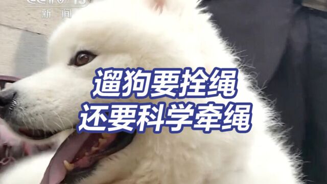 狗主人看过来!出门遛狗一定要这样牵狗绳