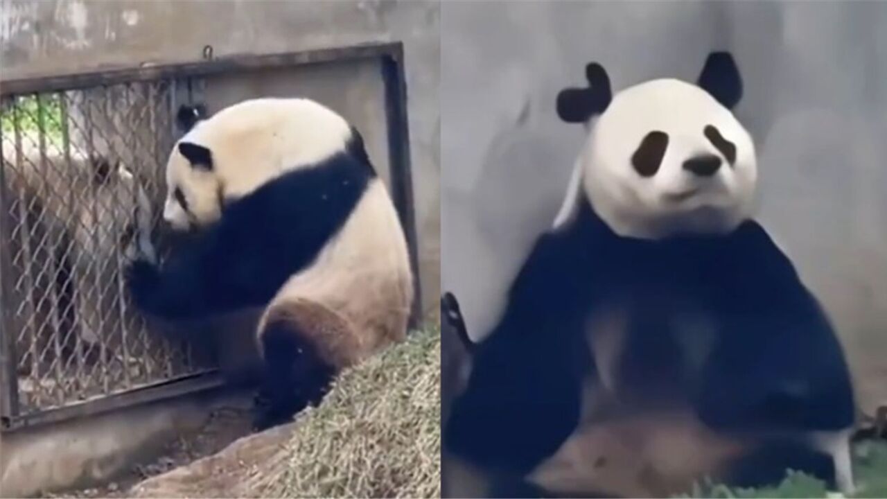 大熊猫阿宝耳朵被咬成扳手状?园方回应:无大碍,繁殖期比较激动