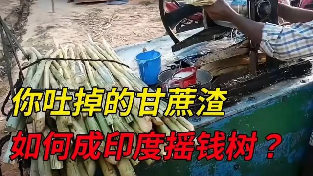 你吐掉的甘蔗渣,为啥到印度成月入百万秘籍?原来它作用这么大!