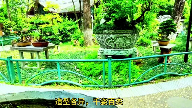 成都市人民公园:盆景变风景 美景迎客来