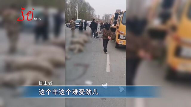 哈尔滨双城:轿车冲进羊群 十多只羊“伤亡”