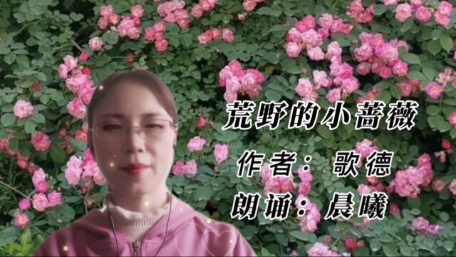 《荒野的小蔷薇》作者:歌德 朗诵:晨曦