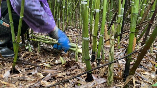 下雨天进上拔笋遇到了笋窝,拔都拔不过来,今天过足了拔笋的瘾