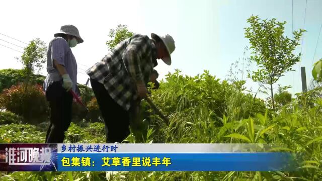 乡村振兴进行时 包集镇:艾草香里说丰年