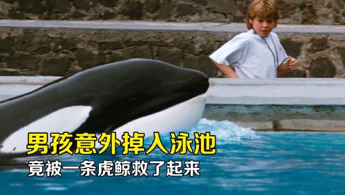 人鱼的童话：男孩滑倒掉入水池，竟然被一条虎鲸救了起来！