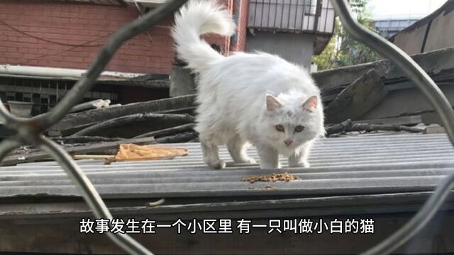 《猫的复仇》——一段关于猫的恐怖故事