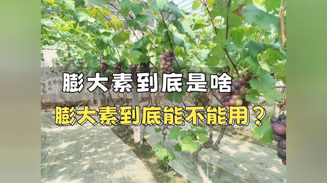 膨大素是个啥东西?到底能不能用?