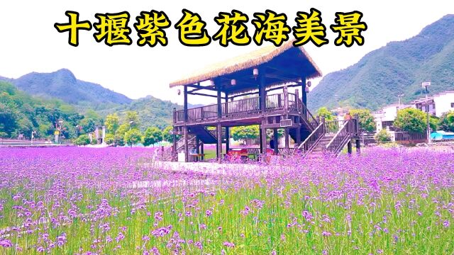 炎炎夏日没想到湖北淘宝第一村紫色花海这么漂亮,网红纷纷来打卡