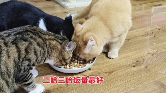 田园猫二哈三哈食欲好饭量大,主人说它们能一直吃到吐