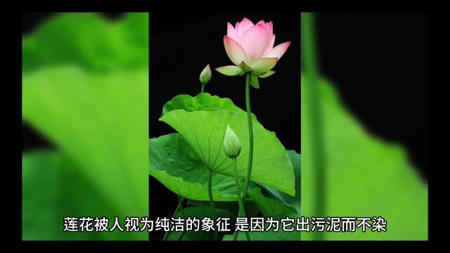 澹泊之守,须从浓艳场中试来;镇定之操,还向纷纭境上过