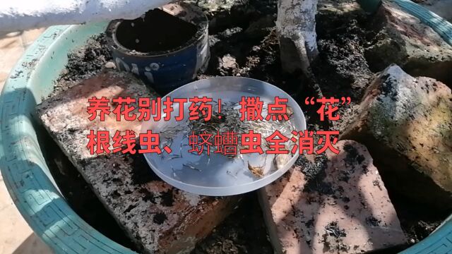 养花别打药!撒点“花”,根线虫、蛴螬虫全消灭