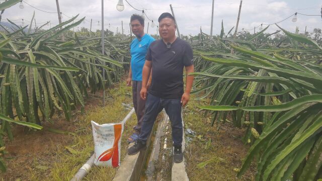 大量元素水溶肥广东阳春火龙果用翠姆高钾大量元素水溶肥作为膨果肥,膨果快,收购商指定收购的火龙果