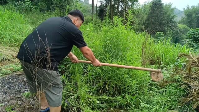 每天的任务就挖这些草,本来想拿农药喷,觉得喷的效果没有挖的好