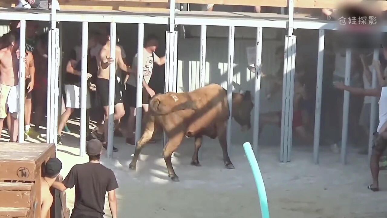 逗牛比赛,玩疯的牛儿不下场怎么办