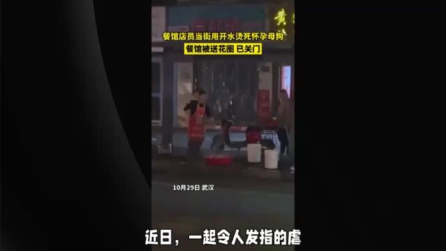 湖北武汉店员用开水烫死怀孕母狗,餐馆被送花圈,店面已关门