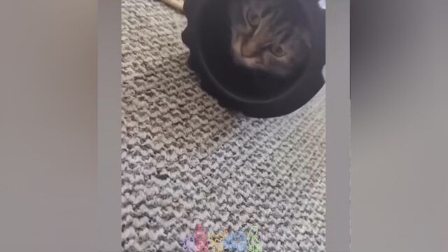 猫猫啊猫猫 #懒猫 #你好幼稚我好爱 #喵桑