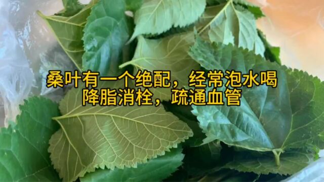 桑叶有一个绝配,经常泡水喝,降脂消栓,疏通血管