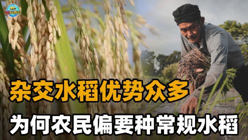 为什么很多农民放着高产好吃的杂交水稻不种，偏要种常规水稻？