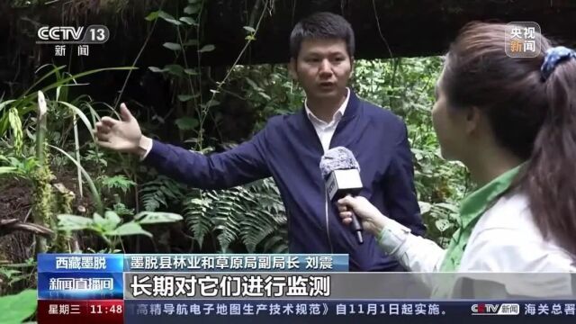 走,去墨脱!| 看西藏墨脱 “归野兰花”进入花期