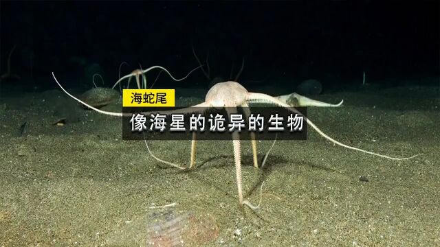 海蛇尾一种拥有再生能力的海洋生物,看上去有点像外星生命