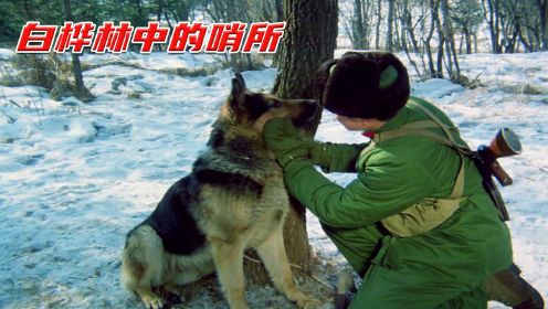 白桦林中的哨所：这样的军犬没有哪个不喜欢，可惜结局太痛心了 （第一集）
