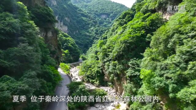 秦岭红河谷:听流水潺潺 享夏日清凉