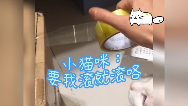 小猫咪:你要我滚?那我就滚咯...