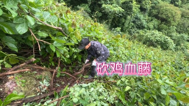 广西正宗三叶鸡血藤,找到了就是一大片,都来认识一下吧