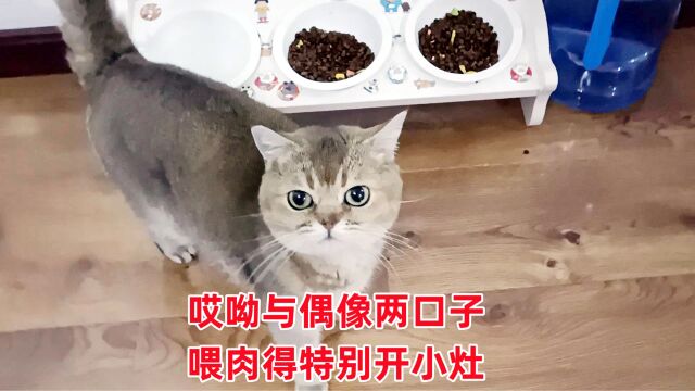 给母猫们喂肉,还得特意把哎呦和偶像两口子请来,它俩性格是弱点