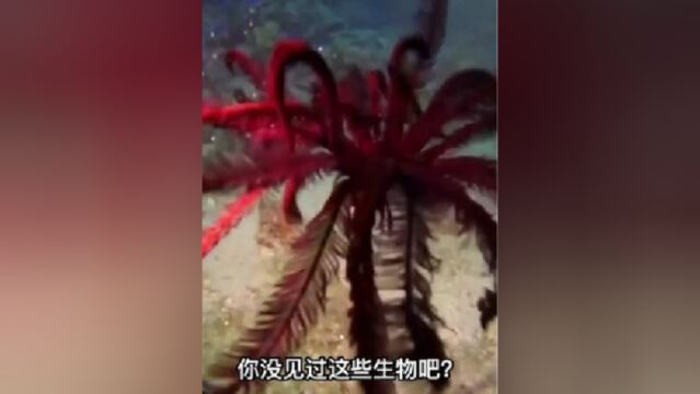 真实存在的十大奇怪生物,最后一个无法理解一