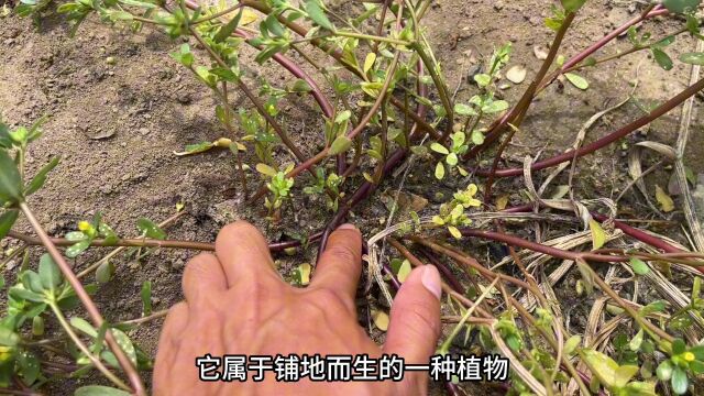 农村不起眼的“止咳草”,很多人都不认识,快来认识并了解一下