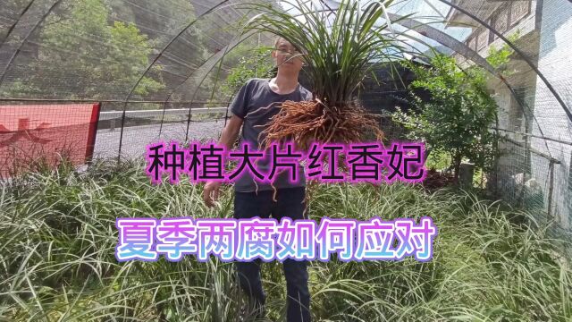 种植大片红香妃,夏季两腐地养兰花到底如何呢?看完出人意料