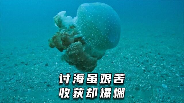 讨海虽艰苦,收获却爆棚#赶海 #户外赶海抓海鲜 #渔民日常