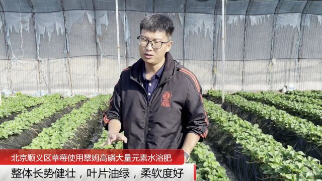 大量元素水溶肥北京顺义区草莓使用翠姆高磷大量元素水溶肥,叶片油绿肥厚,花苞多