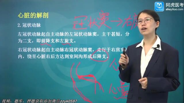 2024年阿虎医考超声波医学主治医师中级职称考试视频培训笔试押题考点题库培训心脏的解剖