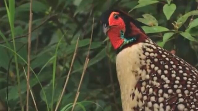 福建:武夷山国家公园,生机勃勃的“物种天堂”