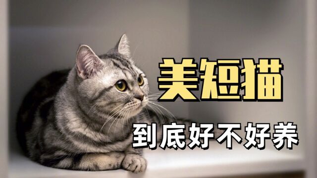 美短猫有多好养?看完你就明白了